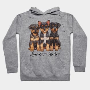 Three Lancashire Heeler puppies all looking cute. Hoodie